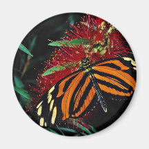 Tiger butterfly on bottle brush flower  flowers refrigerator magnet