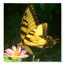 Tiger butterfly posters