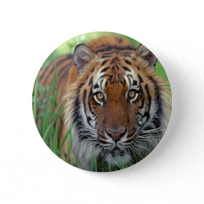 Tiger buttons