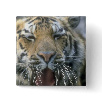 Tiger buttons