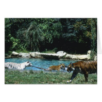 Tiger by the Tail Card