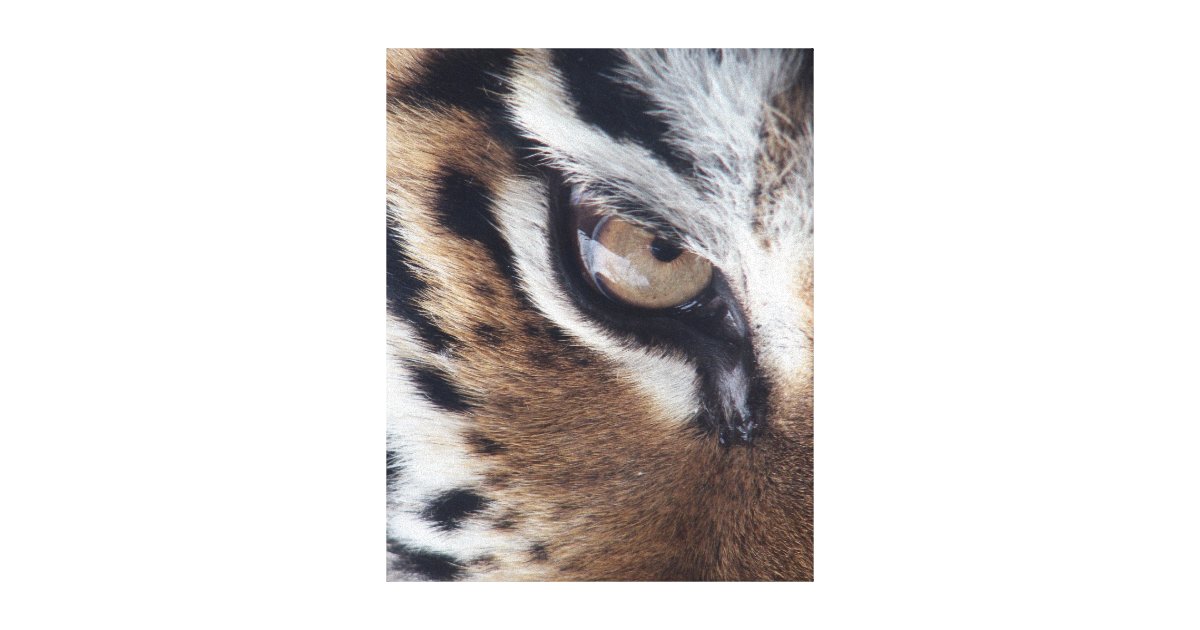 TIGER CANVAS PRINT Zazzle