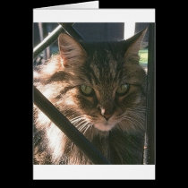 Tiger cards