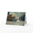 Tiger card by anaphotography Tiger card