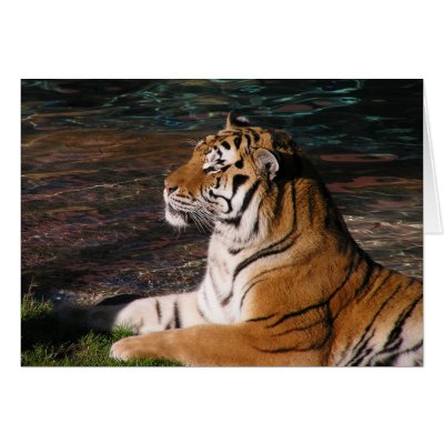 Tiger Card by kerstitch