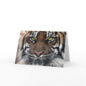 Tiger cards by REDINARD Tiger cards