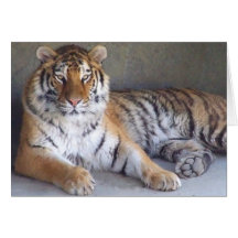 Tiger Card