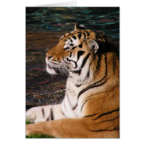 Tiger Card 2 cards