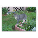 TIGER (CAT) IN THE GARDEN cards
