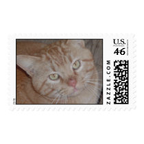 Tiger Cat Stamp