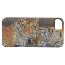 Tiger Cave iPhone 5 Covers