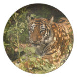 Tiger-China-Doll-b-18 Dinner Plates