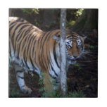 Tiger-China-Doll-b-1 Ceramic Tile