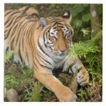 Tiger-China-Doll-b-22 Ceramic Tile
