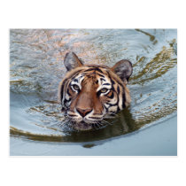 Tiger-China-Doll-b-3 postcards