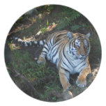 Tiger-China-Doll-b-5 Dinner Plate