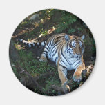 Tiger-China-Doll-b-5 Magnet