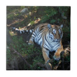 Tiger-China-Doll-b-5 Tile