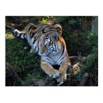 Tiger-China-Doll-b-6 postcards