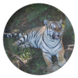 Tiger-China-Doll-b-7 Dinner Plates