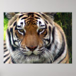Tiger - Close up and personal Print