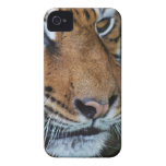 Tiger close up photo iPhone 4 Case-Mate case