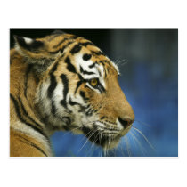 Tiger CloseUp Sideways Photograph postcards