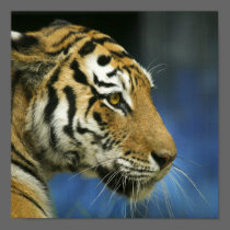 Tiger CloseUp Sideways Photograph Posters