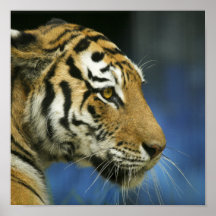 Tiger CloseUp Sideways Photograph Posters