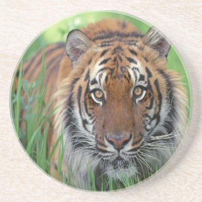 Tiger Drink Coaster