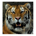 Tiger - Come over here and Say that! posters by Tberling Tiger - Come over here and Say that! posters