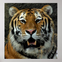 Tiger - Come over here and Say that! Print