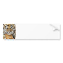 Tiger Cub Bumper Sticker