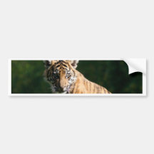 Tiger Cub Bumper Sticker