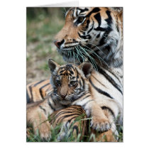 Tiger cub greeting cards