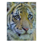 Tiger Cub Close Up Portrait Post Card