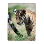 Tiger Cub Dry Erase Boards