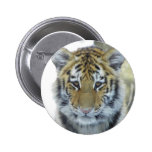 Tiger Cub In Snow Close Up Portrait Button