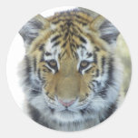 Tiger Cub In Snow Close Up Portrait Round Stickers