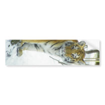 Tiger Cub In Snow Peeking Around Tree Bumper Sticker