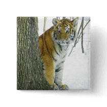 Tiger Cub In Snow Peeking Around Tree Buttons