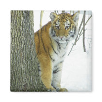 Tiger Cub In Snow Peeking Around Tree Fridge Magnet