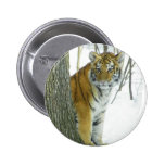 Tiger Cub In Snow Peeking Around Tree Pins
