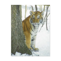Tiger Cub In Snow Peeking Around Tree Postcard
