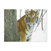 Tiger Cub In Snow Peeking Around Tree Post Card