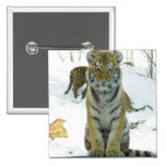 Tiger Cub In Snow Portrait Buttons