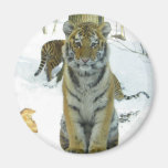 Tiger Cub In Snow Portrait Fridge Magnets