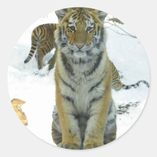 Tiger Cub In Snow Portrait Round Stickers