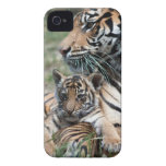 Tiger Cub iPhone 4 Case