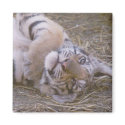 Tiger cub magnets by amwesley Tiger cub magnets